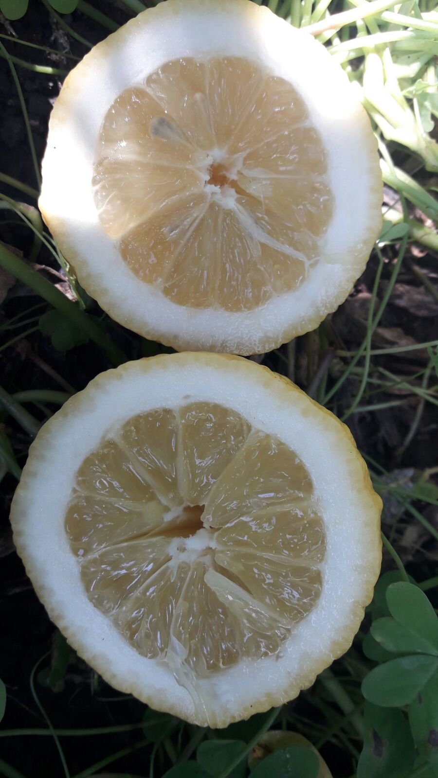 Sicilian Lemons Information and Facts