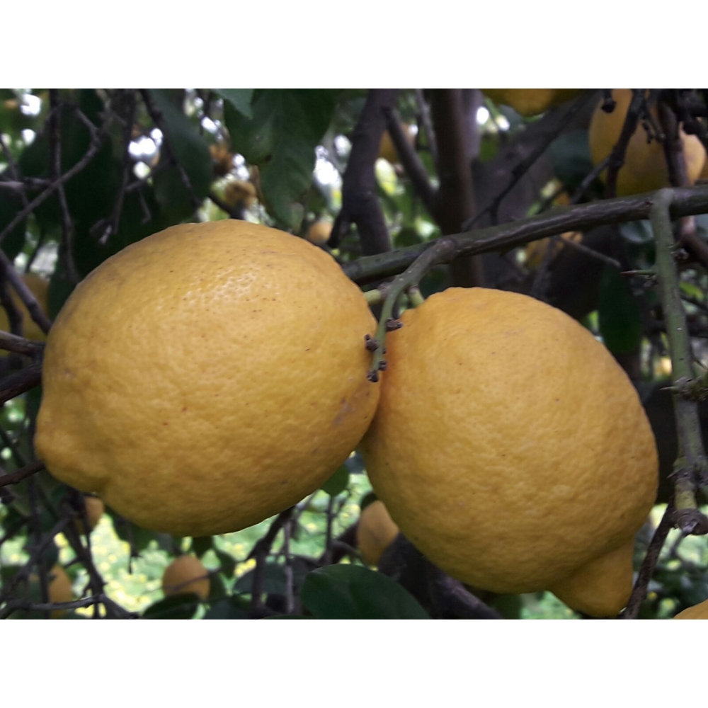 Buy Online Sicilian Lemon from Ribera - Foodexplore